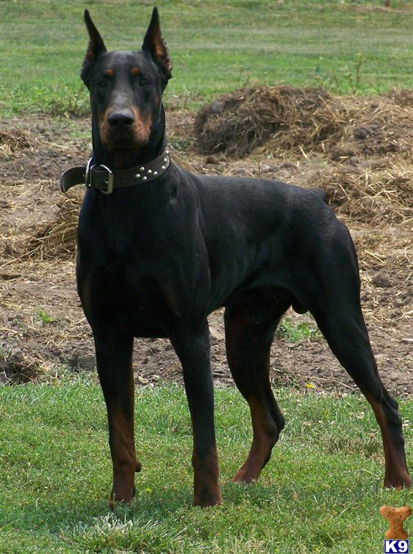 beløb Gammeldags For en dagstur Doberman Pinscher Puppy for Sale: World Champion gr.sired Dobermann puppies  9 Years old