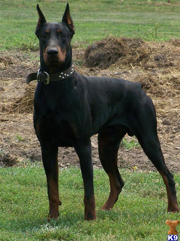 Doberman Pinscher Puppy for Sale: World Champion Dobermann puppies 9 Years old