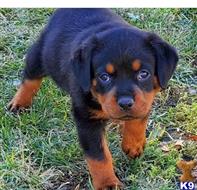 rottweiler puppy posted by Guruh7845