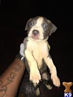 American Pit Bull