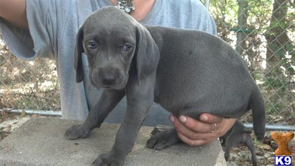 weimaraner puppy posted by Gypzziroe