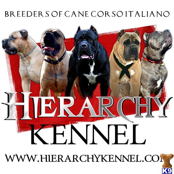 HCaneCorso Picture 1