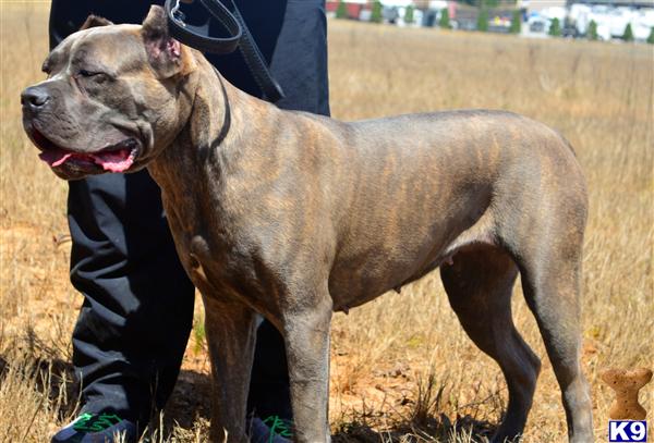 HCaneCorso Picture 2