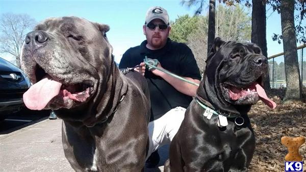 HCaneCorso Picture 3
