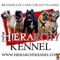cane corso puppy posted by HCaneCorso