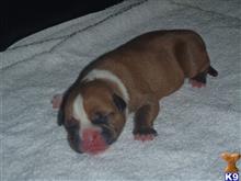 american bandogge mastiff puppy posted by HEARTTAKER161
