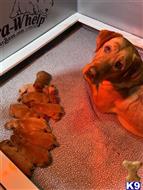 labrador retriever puppy posted by HFL