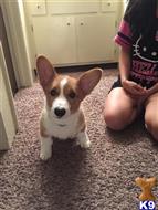 Hachi available Pembroke Welsh Corgi puppy located in Modesto