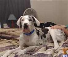 Great Dane