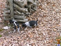 beagle puppy posted by HallKennel