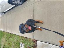 Rottweiler