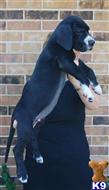 great dane puppy posted by Handsome