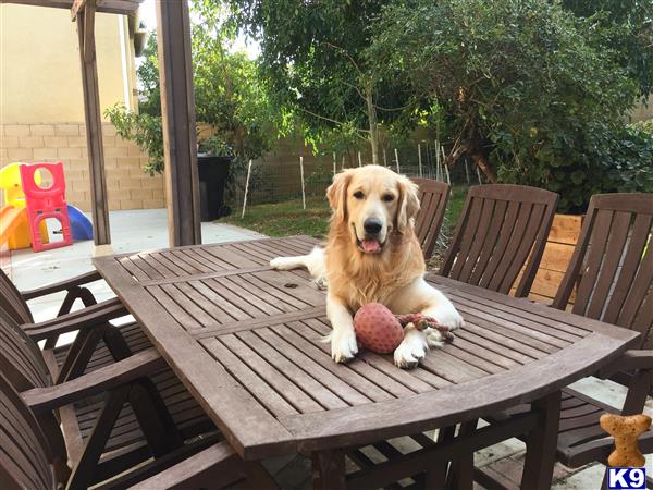 golden retriever stud fee golden retriever stud cecil 22 months golden retriever stud fee golden retriever stud cecil 22 months