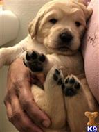 golden retriever puppy posted by HandsomeCecil