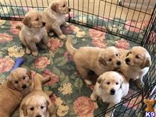 golden retriever puppy posted by HandsomeCecil