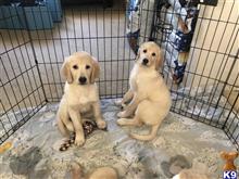 golden retriever puppy posted by HandsomeCecil