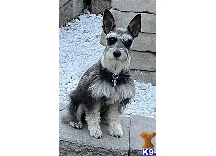Hans_Hammer available Miniature Schnauzer puppy located in Monroe