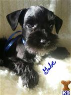 miniature schnauzer puppy posted by HappySchnauzers