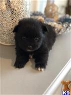 Pomeranian