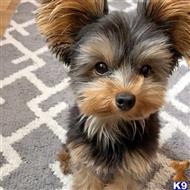 yorkshire terrier puppy posted by Hardi098876