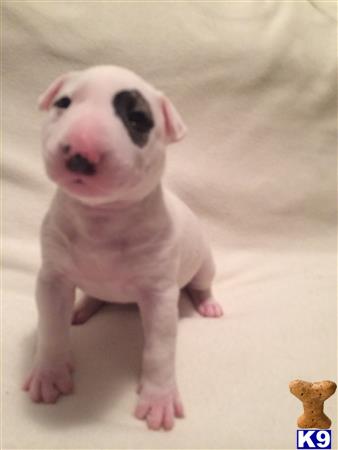 bull terrier puppy posted by Hardworkpays186