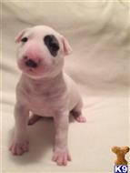 bull terrier puppy posted by Hardworkpays186