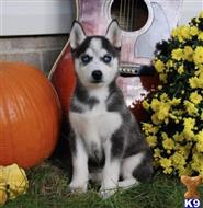 Siberian Husky