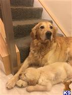 Zeus available Golden Retriever puppy located in HUDSON