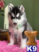 siberian husky puppy posted by Harry123