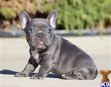 french bulldog puppy posted by Harry23