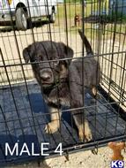 german shepherd puppy posted by Hartman_05