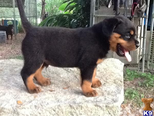 rottweiler puppy posted by Hassy