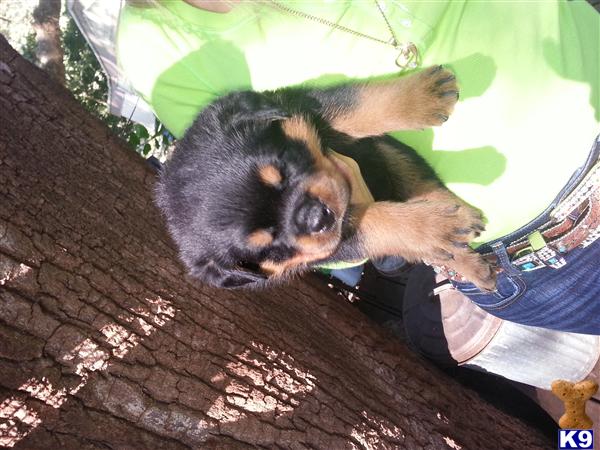 rottweiler puppy posted by Hassy