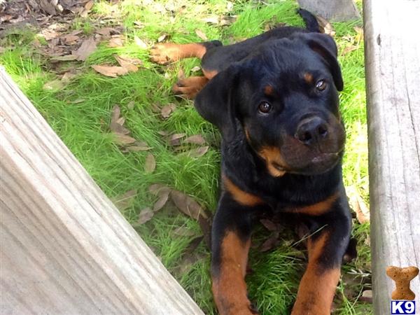 rottweiler puppy posted by Hassy