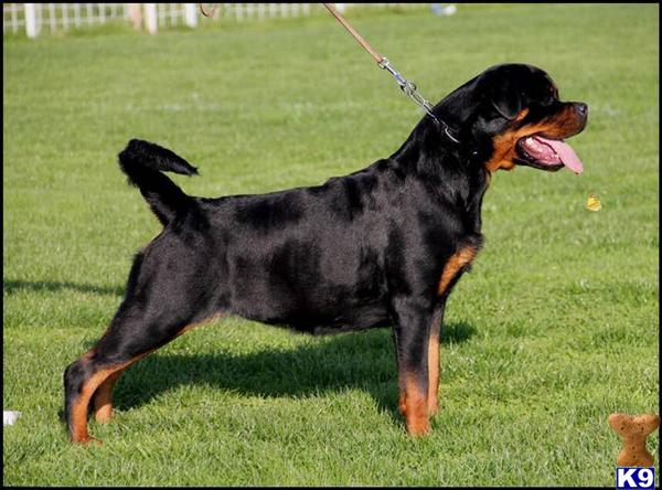 rottweiler puppy posted by Hassy