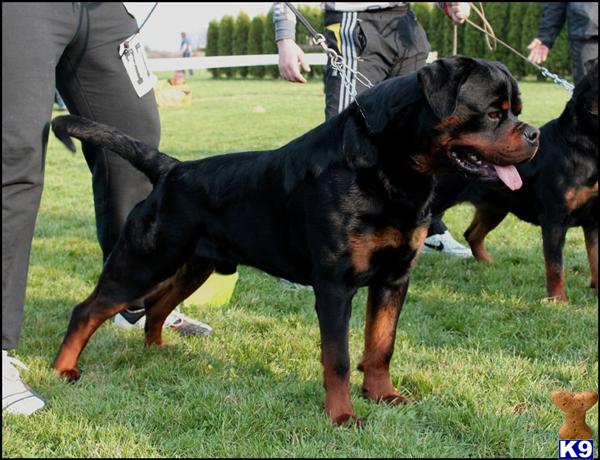 world best rottweiler kennel rottweiler puppy for sale top world litter best of the best pup 4 years world best rottweiler kennel rottweiler puppy for sale top world litter best of the best pup 4 years