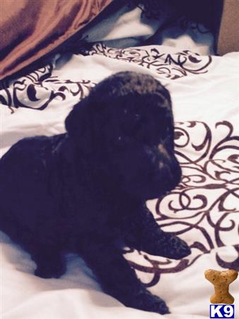 poodle puppy posted by Hawkinslar