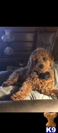 Poodle stud dog