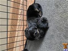 german shepherd puppy posted by Hcommes