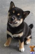shiba inu puppy posted by Hearn