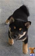 shiba inu puppy posted by Hearn