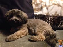 havanese puppy posted by HeartSpotKennels