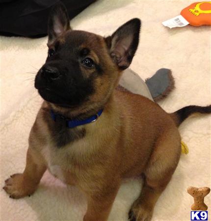 belgian malinois puppy posted by Heather1511
