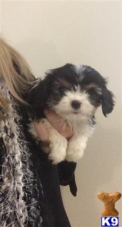 cavalier king charles spaniel puppy posted by Heather296