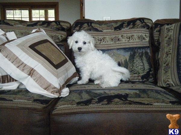 Mixed Breed puppy for sale
