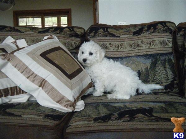 Mixed Breed puppy for sale