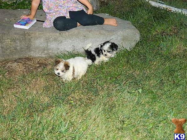Mixed Breed puppy for sale