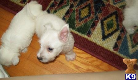 West Highland White Terrier puppy for sale