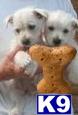 West Highland White Terrier puppy for sale
