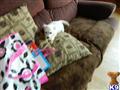 west highland white terrier puppy posted by Heather296